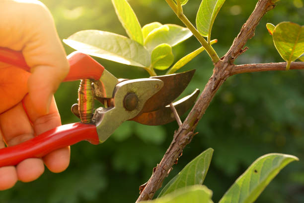 How Our Tree Care Process Works  in  Durant, MS